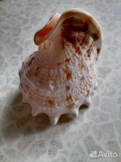 Морские раковины