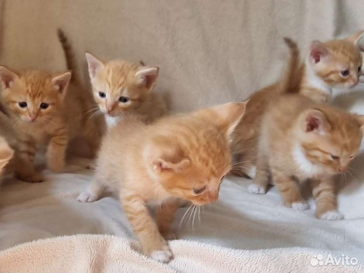 Рыжики 1 месяц в добрые руки