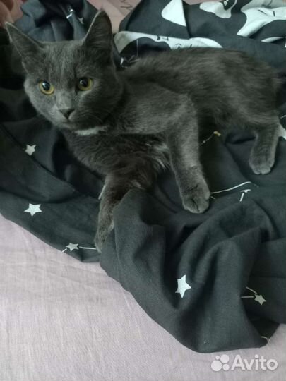 Кот в добрые руки