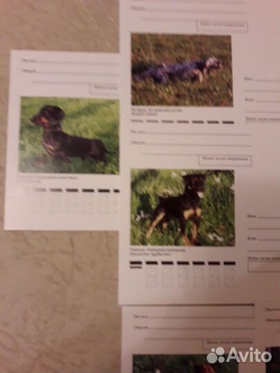 Набор открыток: Породы охот. собак