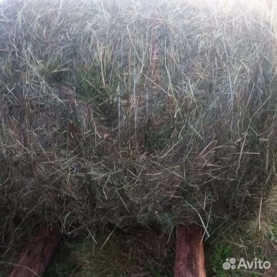 Сено свежее в рулонах