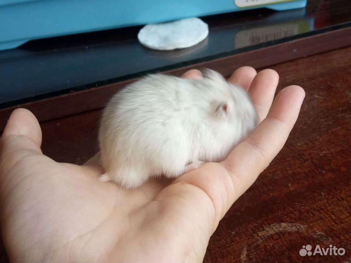 Джунгарский хомяк