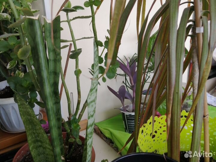 Комнатные цветы разные от 50р