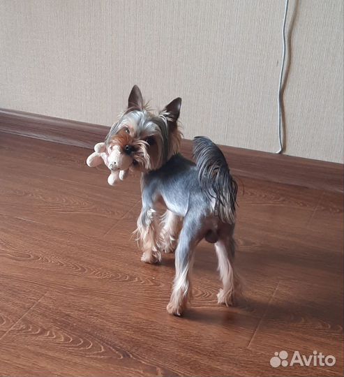 Вязка Йоркширский терьер