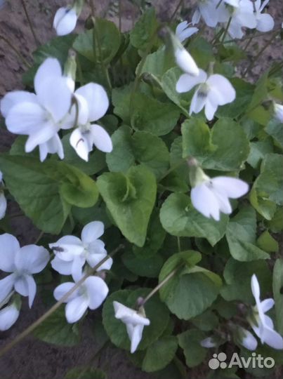 Фиалка белая