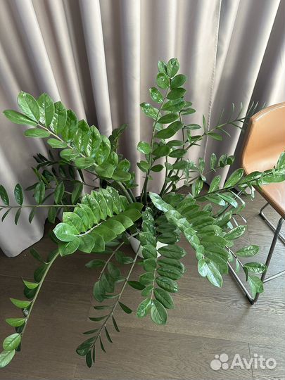 Замиокулькас