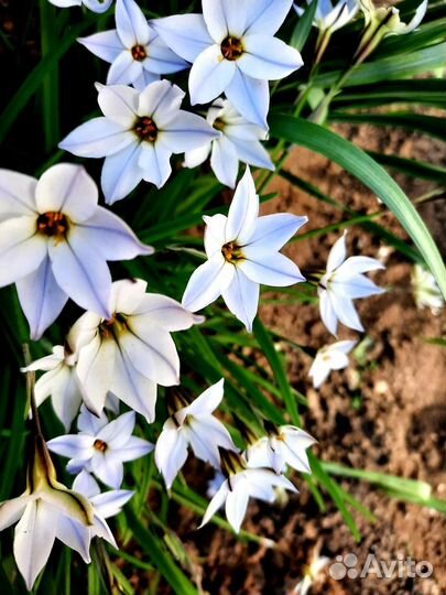 Луковицы ифейона для сада