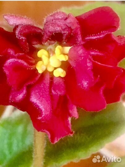 Сортовая фиалка