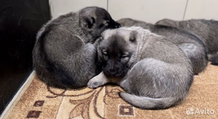 Настоящий Аборигенный Гампр-Щенки Эксклюзив