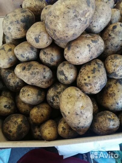 Картофель и овощи местные
