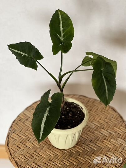 Сингониум бархатный Вендланда взрослые растения