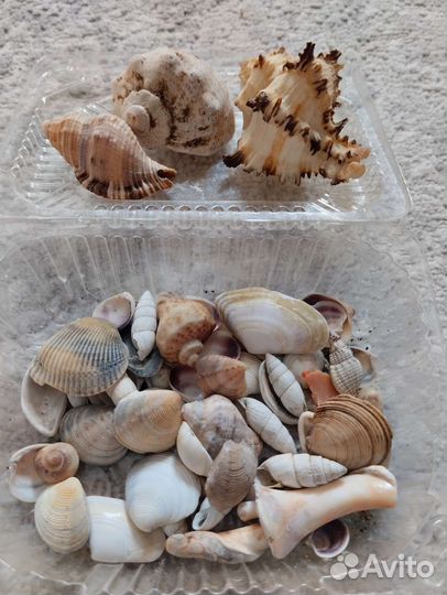 Ракушки, камушки, камни