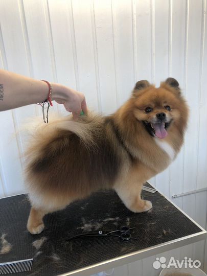 Стрижки для собачек и кошечек