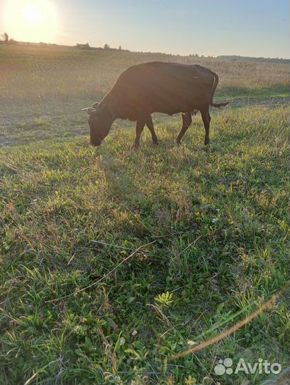 Коровы, телята