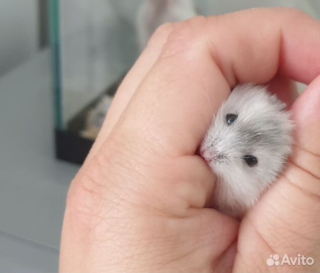 Джунгарский хомяк