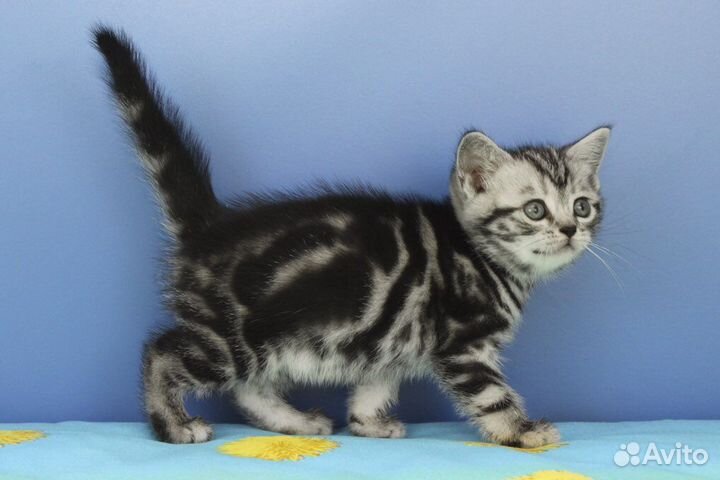 Британские котята