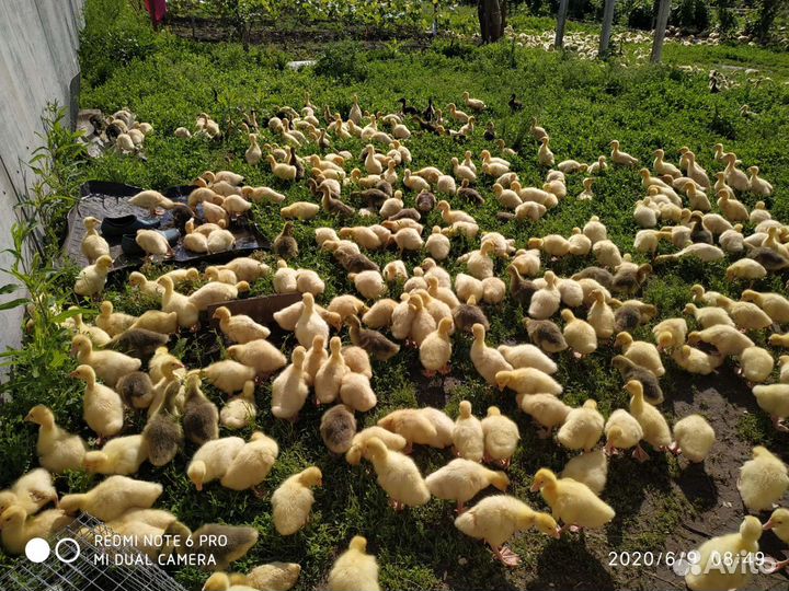 Продажа живой птицы