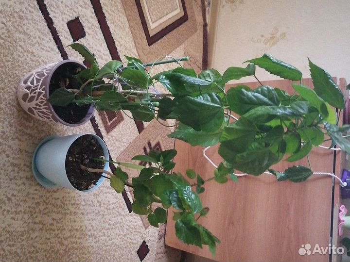 Китайская роза набивная (цветущая)