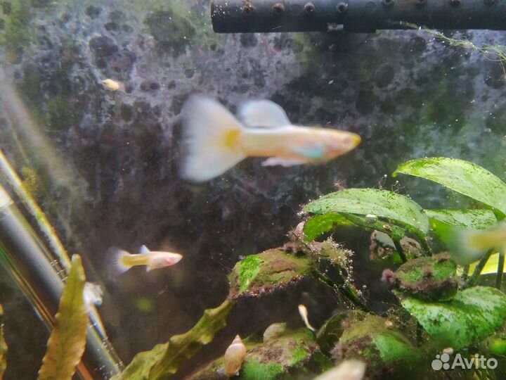 Аквариумные рыбки