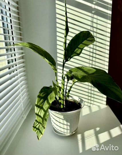 Спатифиллум женское счастье