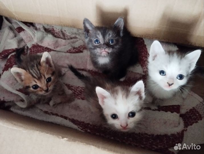 Кошка в дар