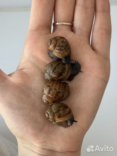 Улитки Архахатина маргината овум