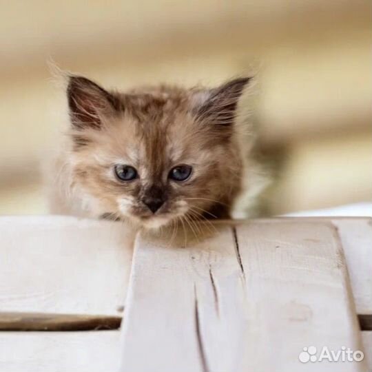 Манчкин лапочка