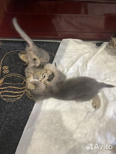 Абиссинские котята