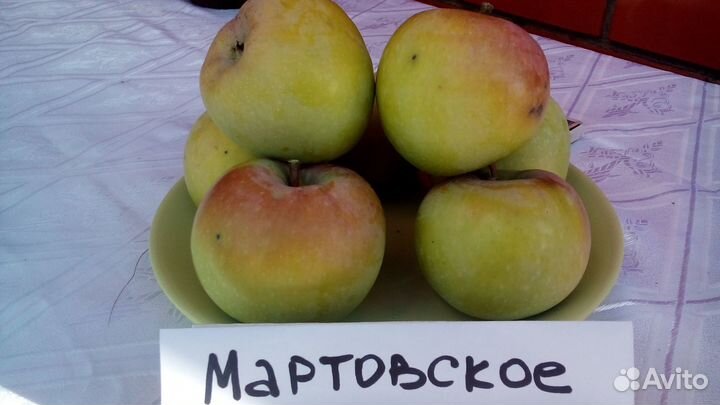 Саженцы яблонь