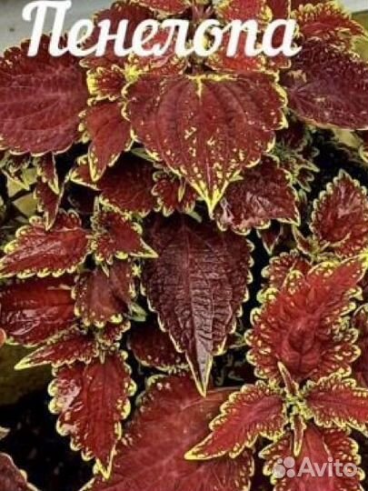 Черенки колеуса