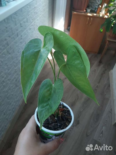 Антуриум (мужское счастье)