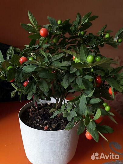 Солянум (паслен комнатный)