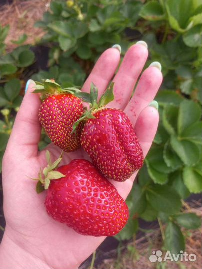 Клубника: ягода рассада и всё для её выращивания