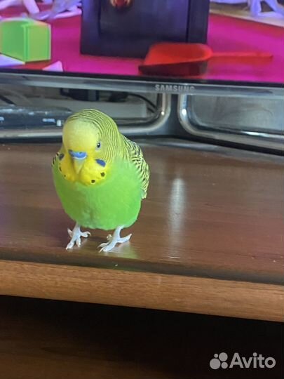 Отдам попугая