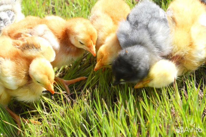 Мулард, утка, гуси, цыплята в ассортименте