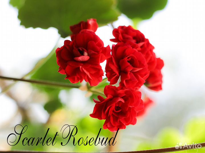 Пеларгонии сортовые