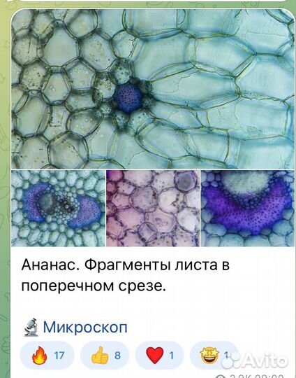 Микроскоп биологический