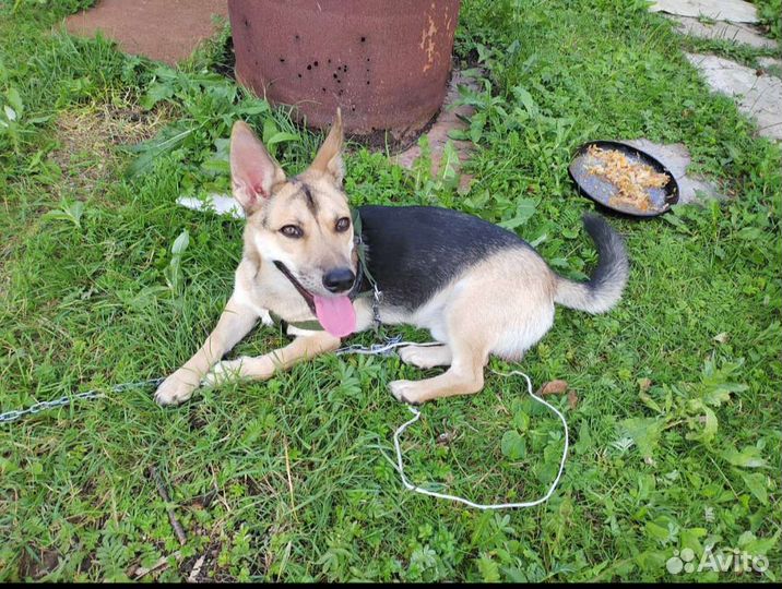 Коротколапый пёсик, 9 месяцев