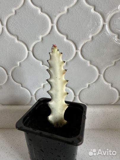 Эуфорбия серебристая (молочай)