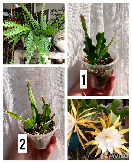 Растения разные#1