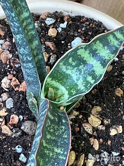 Сансевиери Фишери, Сильвер Блю