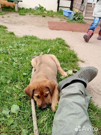 Собака в добрые руки отдам бесплатно