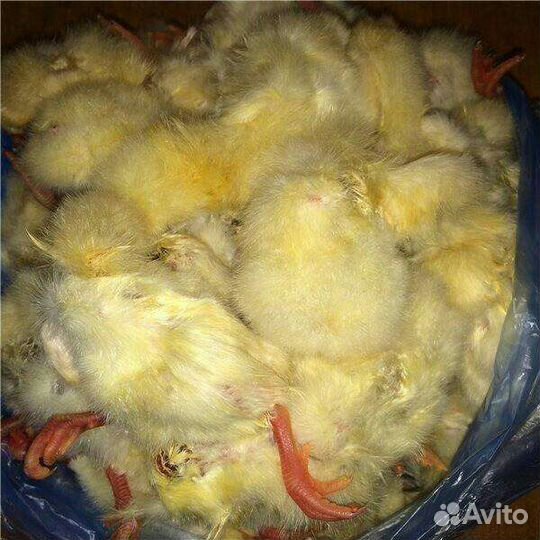 Суточные цыплята на корм животным