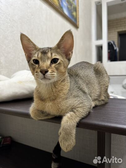 Племенной кот чаузи
