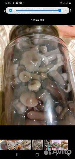 Грибы маринованные опята