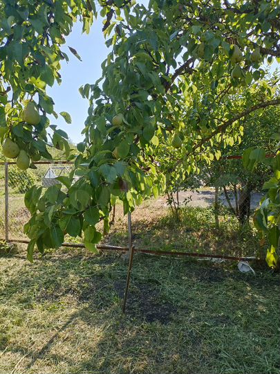 Участок 6 сот. (СНТ, ДНП)