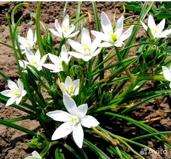 Луковичное растения. Ревень