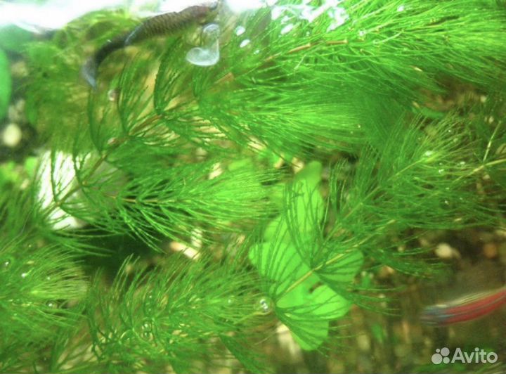 Роголистник в аквариум объем - литровая банка