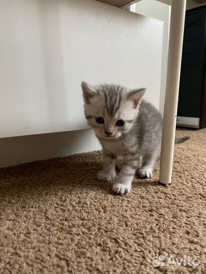 Британские котята
