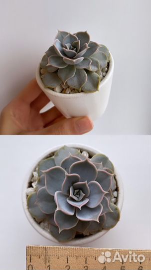 Суккуленты